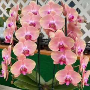 Phalaenopsis Midsummer Night Near to Blooming Size