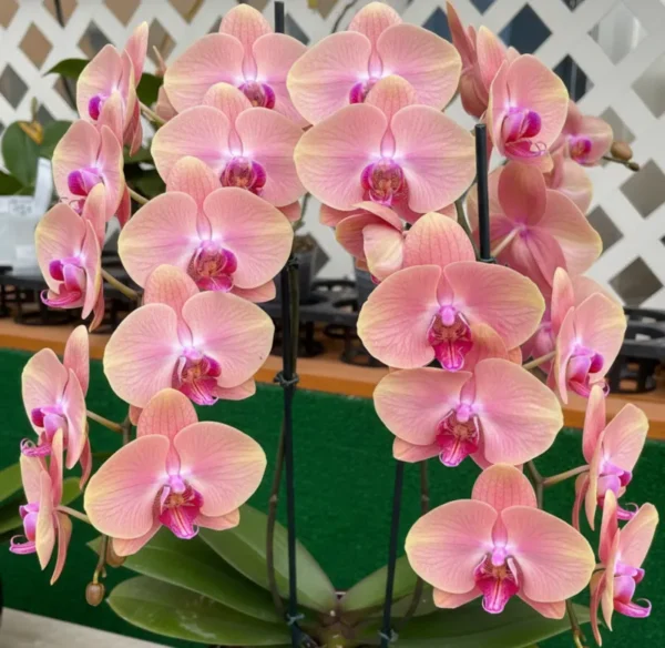 Phalaenopsis Midsummer Night Near to Blooming Size
