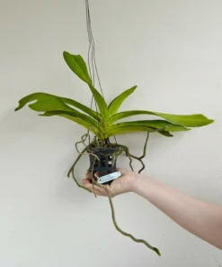 Alternative view of Rhynchostylis Pinkish Blue Foxtail Blooming Size