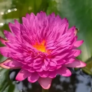 Khaohinsorn Water Lily