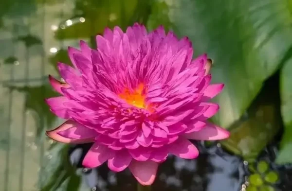 Khaohinsorn Water Lily