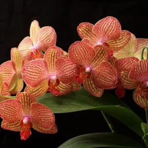 Ready to Flower Size Phalaenopsis PP713
