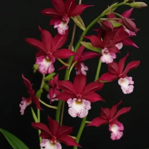 Phaiocalanthe Kryptonite 'Chariots of Fire'