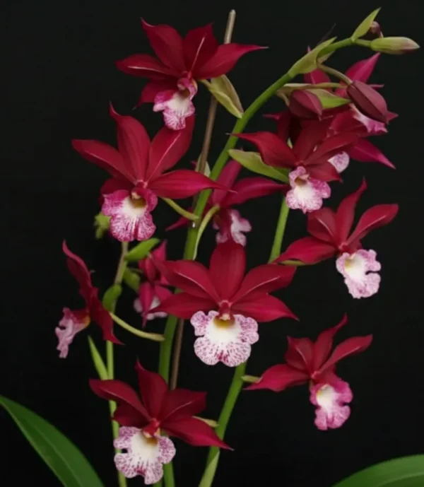 Phaiocalanthe Kryptonite 'Chariots of Fire'