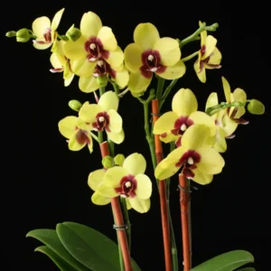 Ready to Flower Size Phalaenopsis PP280