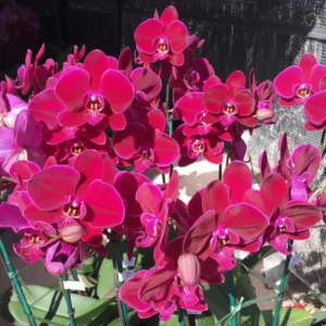 Ready to Flower Size Phalaenopsis PP659