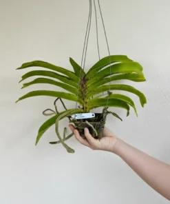 Alternative view of Rhynchostylis Purple Foxtail Blooming Size