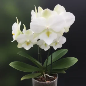Ready to Flower Size Phalaenopsis PP298