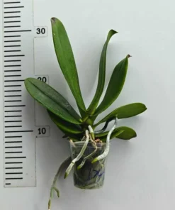 Alternative view of Ready to Flower Size Phalaenopsis PP1184