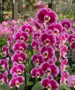 Ready to Flower Size Phalaenopsis PP226