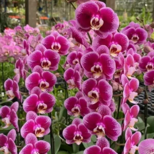 Ready to Flower Size Phalaenopsis PP226