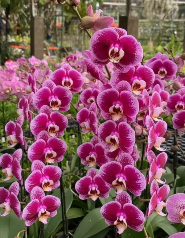 Ready to Flower Size Phalaenopsis PP226