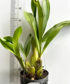 Alternative view of Grammatophyllum Jumbo Grand - Extra Large Size Plant (Big Pot)