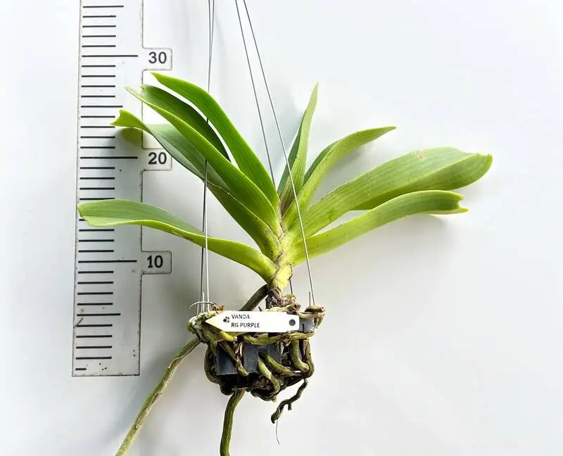 Rhynchostylis Purple Foxtail Blooming Size - Image 2