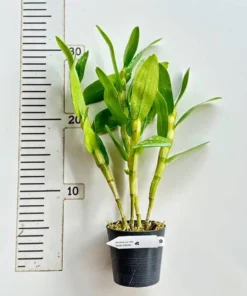 Alternative view of Nobile Napori Blooming Size