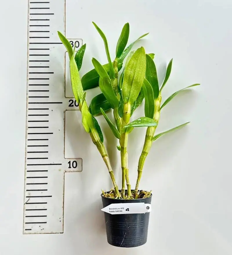 Nobile Napori Blooming Size - Image 2