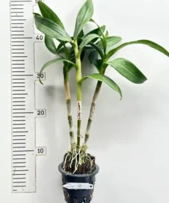 Ready to Flower Size Dendrobium Pink Lady Splash - Image 3