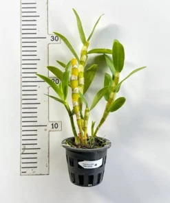 Alternative view of Nobile Napori Blooming Size