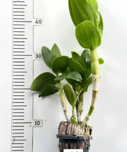 Alternative view of Ready to Flower Size Dendrobium Triple Fantasy