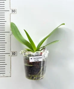 Alternative view of Phalaenopsis Ready to Flower Size Midsummer Night