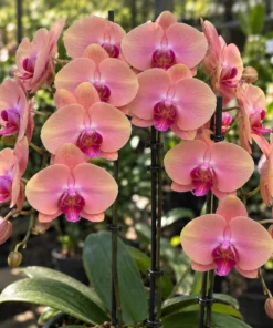 Phalaenopsis Ready to Flower Size Midsummer Night
