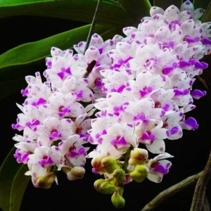 Rhynchostylis Purple Foxtail Blooming Size