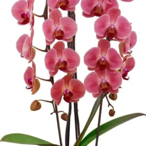 Phalaenopsis Ready to Flower Size Love Day
