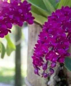 Rhynchostylis Purple Foxtail Blooming Size