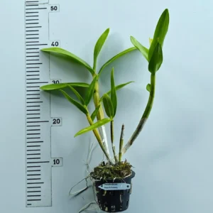 Alternative view of Ready to Flower Size Dendrobium Peach Honey