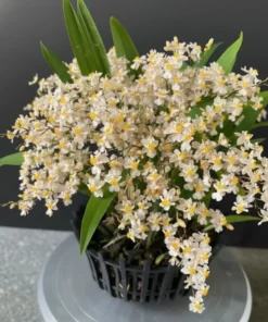 Oncidium Twinkle White - With Buds/Flowers (Large Size Plant)
