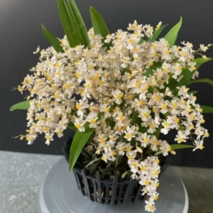 Oncidium Twinkle White - With Buds/Flowers (Large Size Plant)