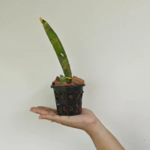 Alternative view of Cycnoches warscewiczii x sib (Rogue x SyC) Blooming Size - Green Form