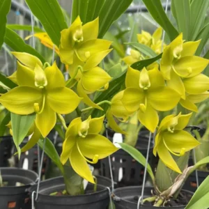 Cycnoches warscewiczii x sib (Rogue x SyC) Blooming Size - Green Form