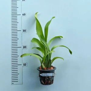 Alternative view of Oncidium Nanboh Waltz Boso Sweet blooming size