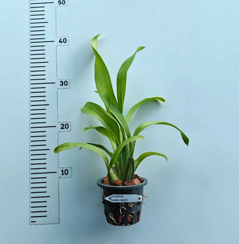 Oncidium Nanboh Waltz Boso Sweet blooming size - Image 2