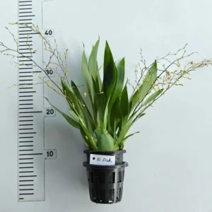 Alternative view of Oncidium Twinkle Pink- With Buds/Flowers (Large Size Plant)