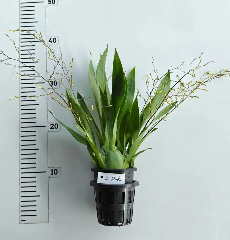 Oncidium Twinkle Pink- With Buds/Flowers (Large Size Plant) - Image 2