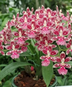 Oncidium Nanboh Waltz Boso Sweet blooming size