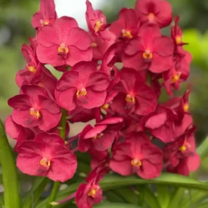 Vanda Dr Anek x Wilas Blooming Size