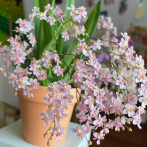 Oncidium Twinkle Pink- With Buds/Flowers (Large Size Plant)