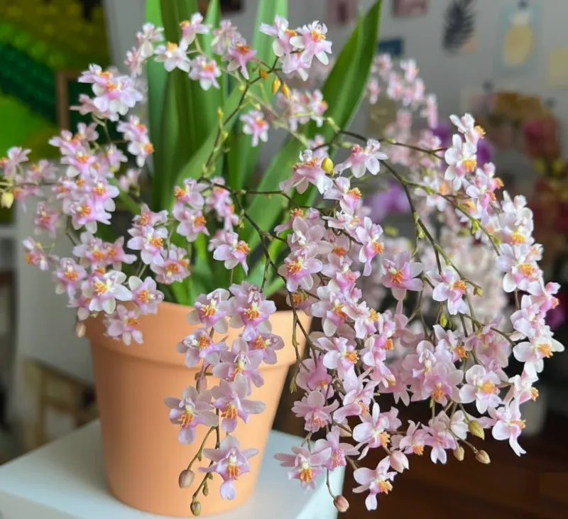 Oncidium Twinkle Pink- With Buds/Flowers (Large Size Plant)
