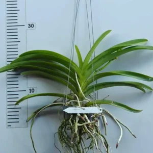 Alternative view of Vanda Dr Anek x Wilas Blooming Size