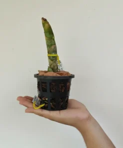 Alternative view of Cycnoches Cygnus lehmannii × Cyc. Brown’s Choice Blooming Size