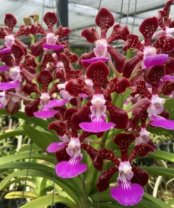 Papilionanda ‘Paksorn Fragrance’ Blooming Size