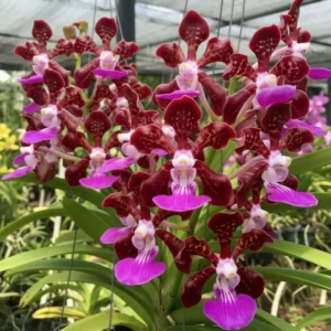 Papilionanda ‘Paksorn Fragrance’ Blooming Size
