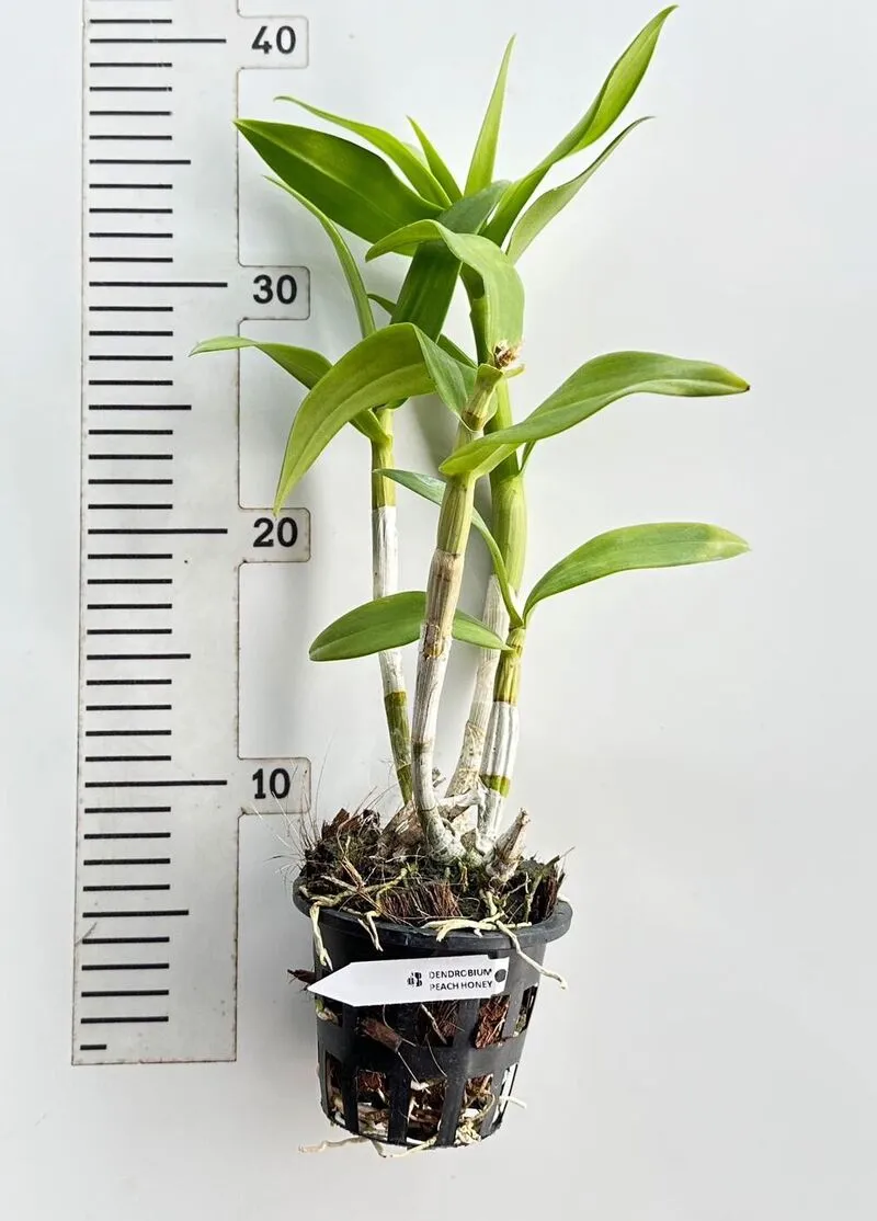 Ready to Flower Size Dendrobium Peach Honey - Image 2