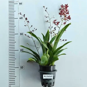 Alternative view of Oncidium Twinkle Chocolate - With Buds/Flowers (Large Size Plant)