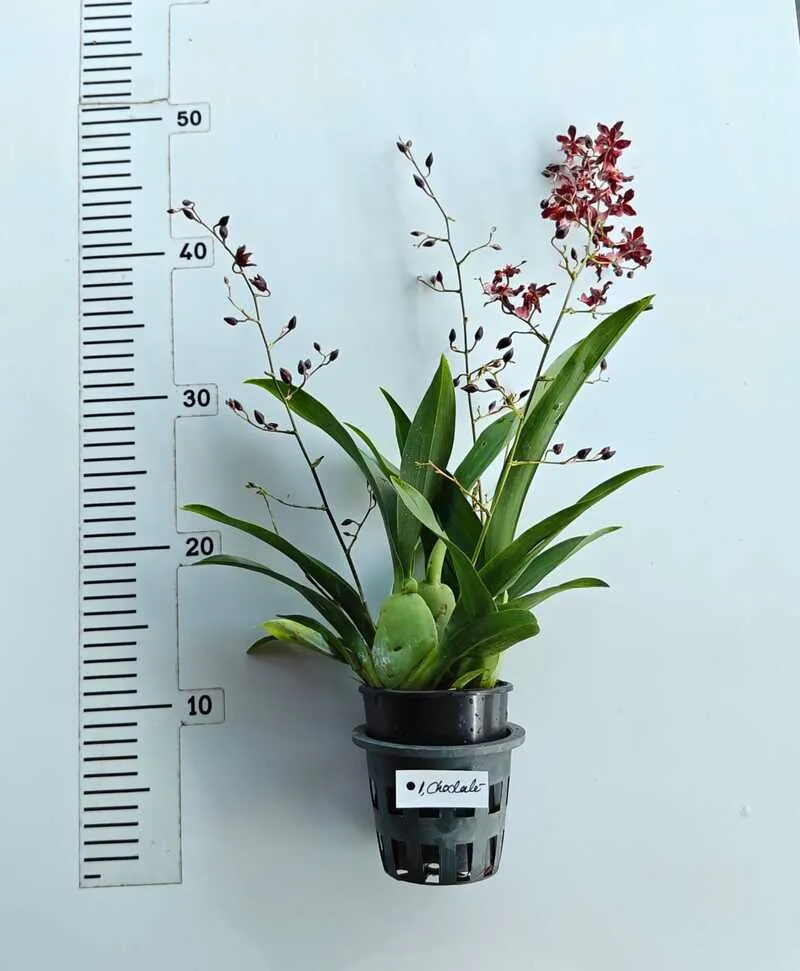 Oncidium Twinkle Chocolate - With Buds/Flowers (Large Size Plant) - Image 2