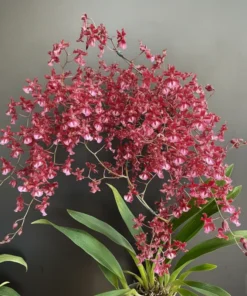 Oncidium Twinkle Chocolate - With Buds/Flowers (Large Size Plant)