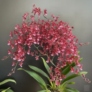Oncidium Twinkle Chocolate - With Buds/Flowers (Large Size Plant)